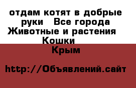 отдам котят в добрые руки - Все города Животные и растения » Кошки   . Крым